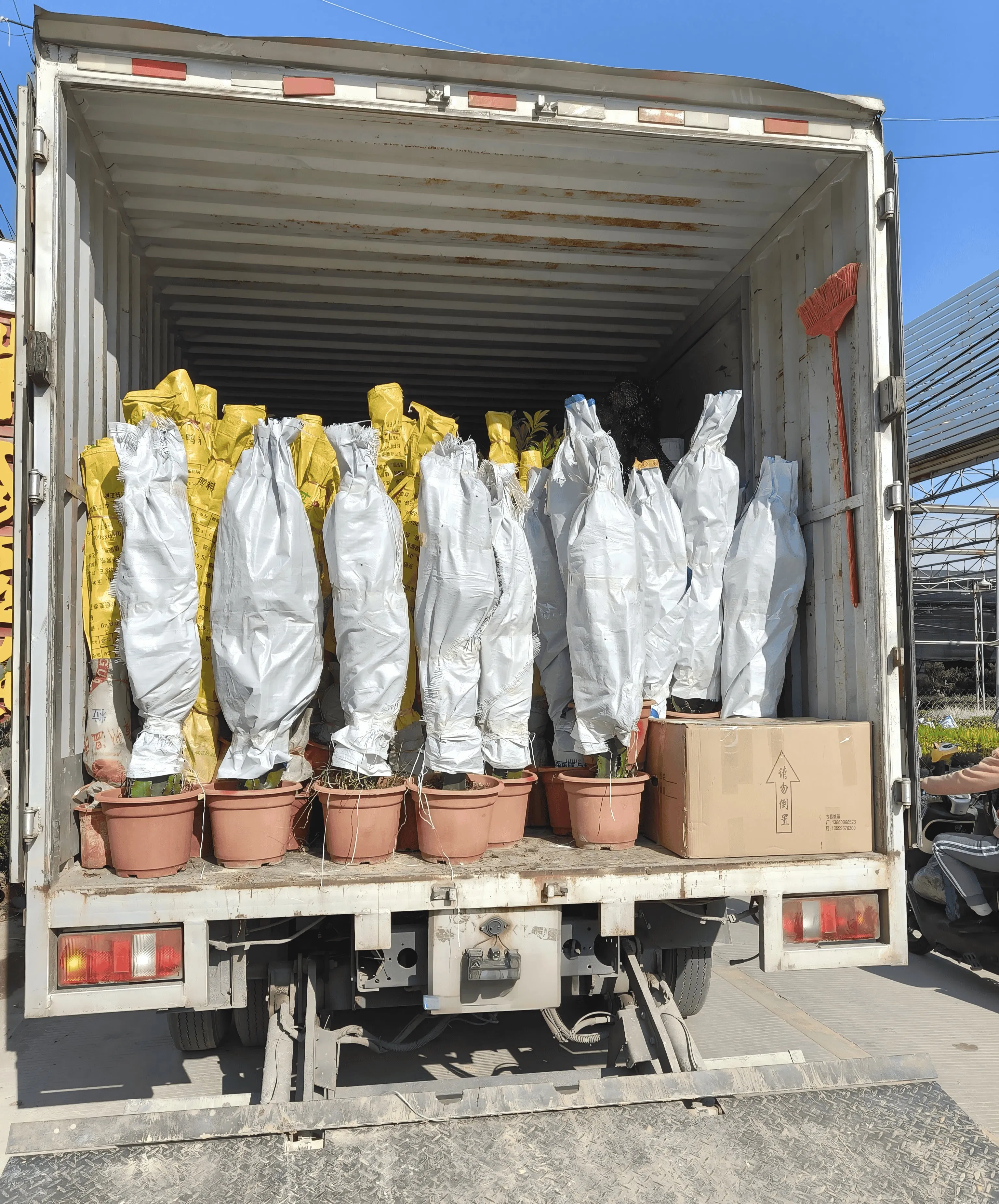 Various Sizes Pilosocereus Machrisii Slim Columnar Cactus Ornamental Live Plant