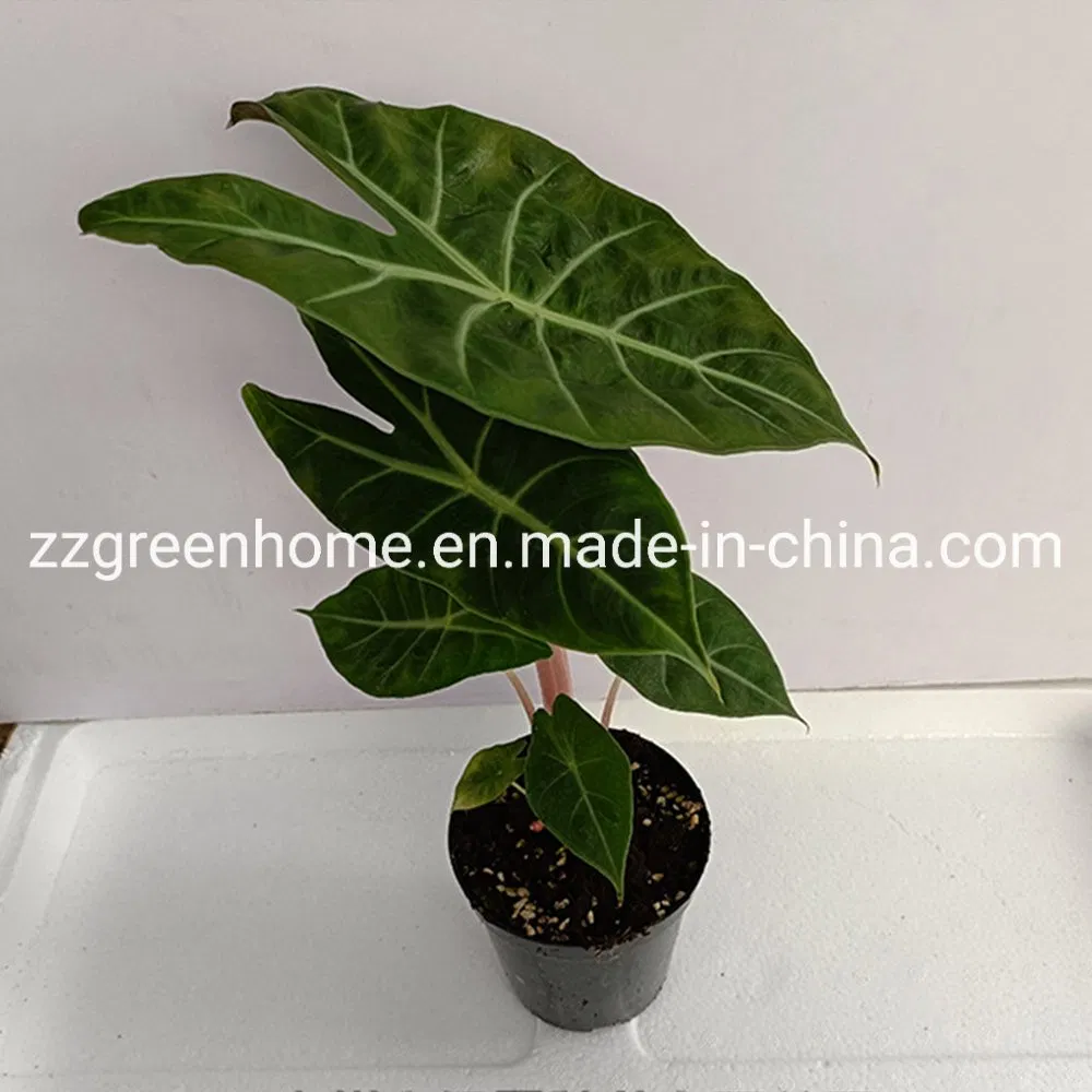 Green Alocasia Pink Dragon Foliage Real Plants