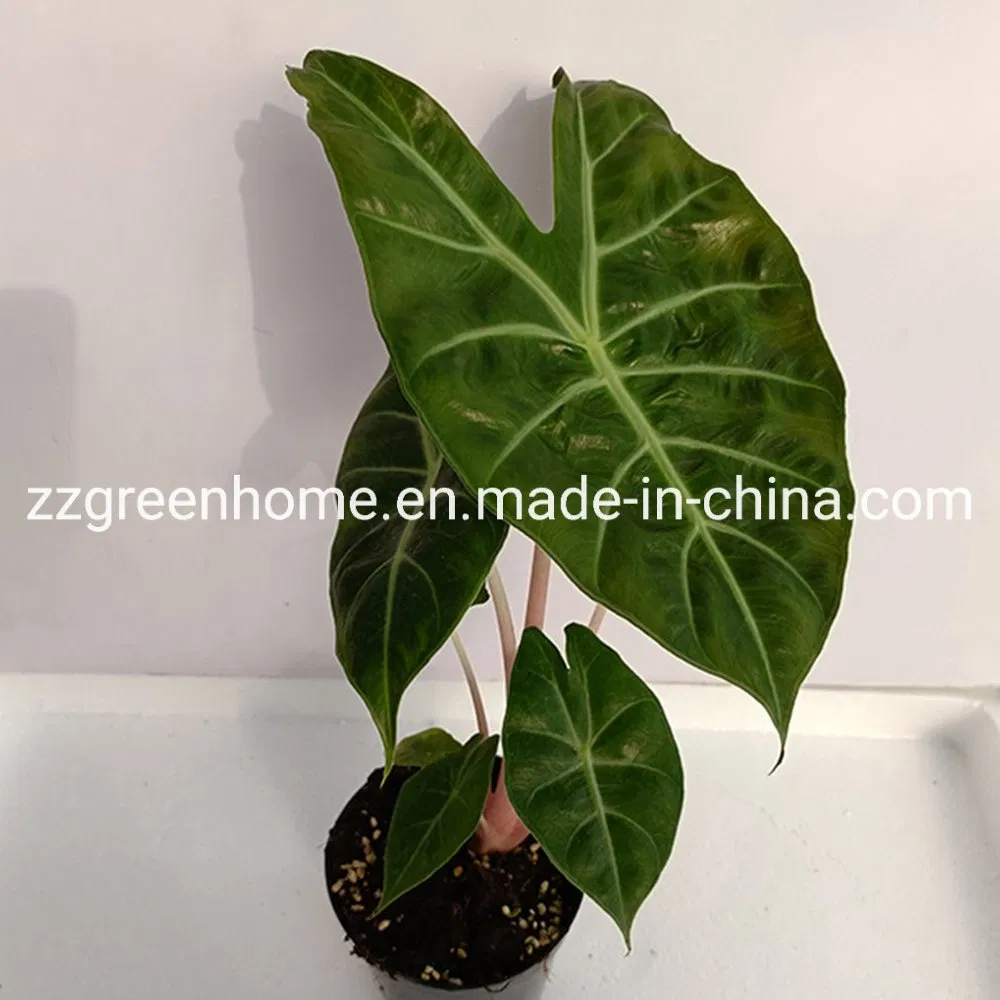 Green Alocasia Pink Dragon Foliage Real Plants