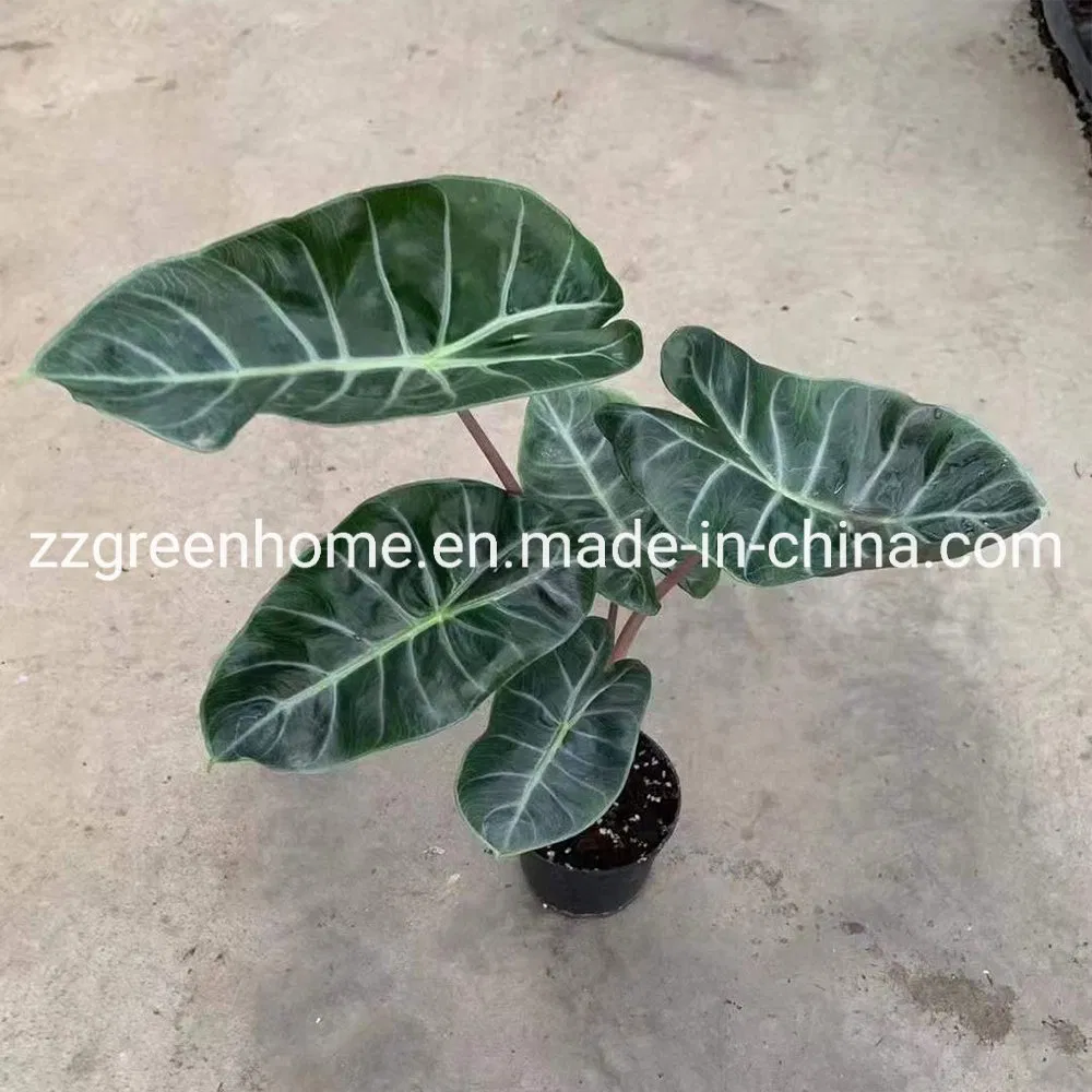 Green Alocasia Pink Dragon Foliage Real Plants