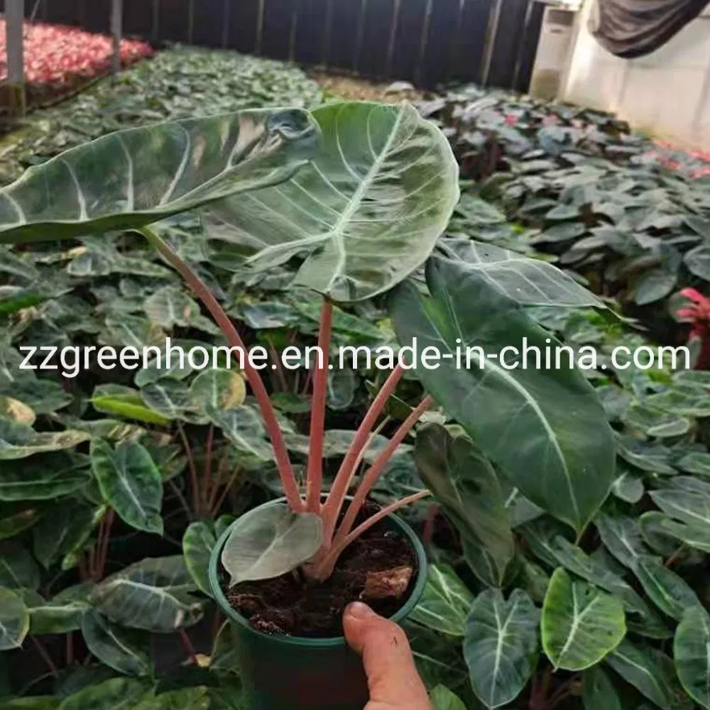 Green Alocasia Pink Dragon Foliage Real Plants