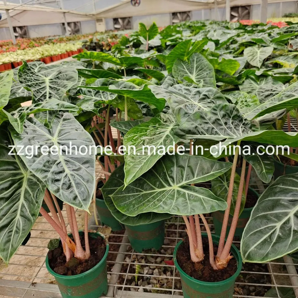 Green Alocasia Pink Dragon Foliage Real Plants