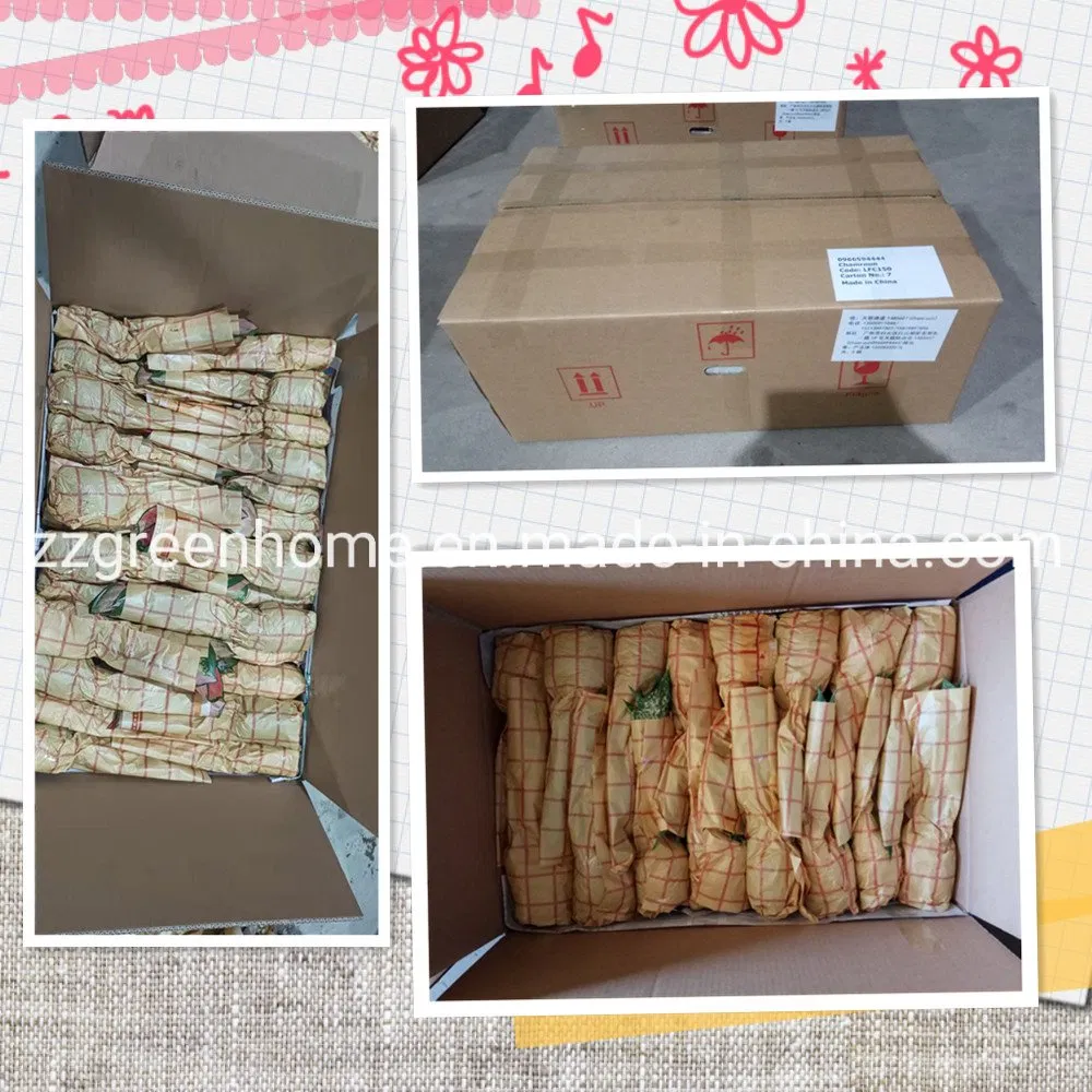 Green Alocasia Pink Dragon Foliage Real Plants