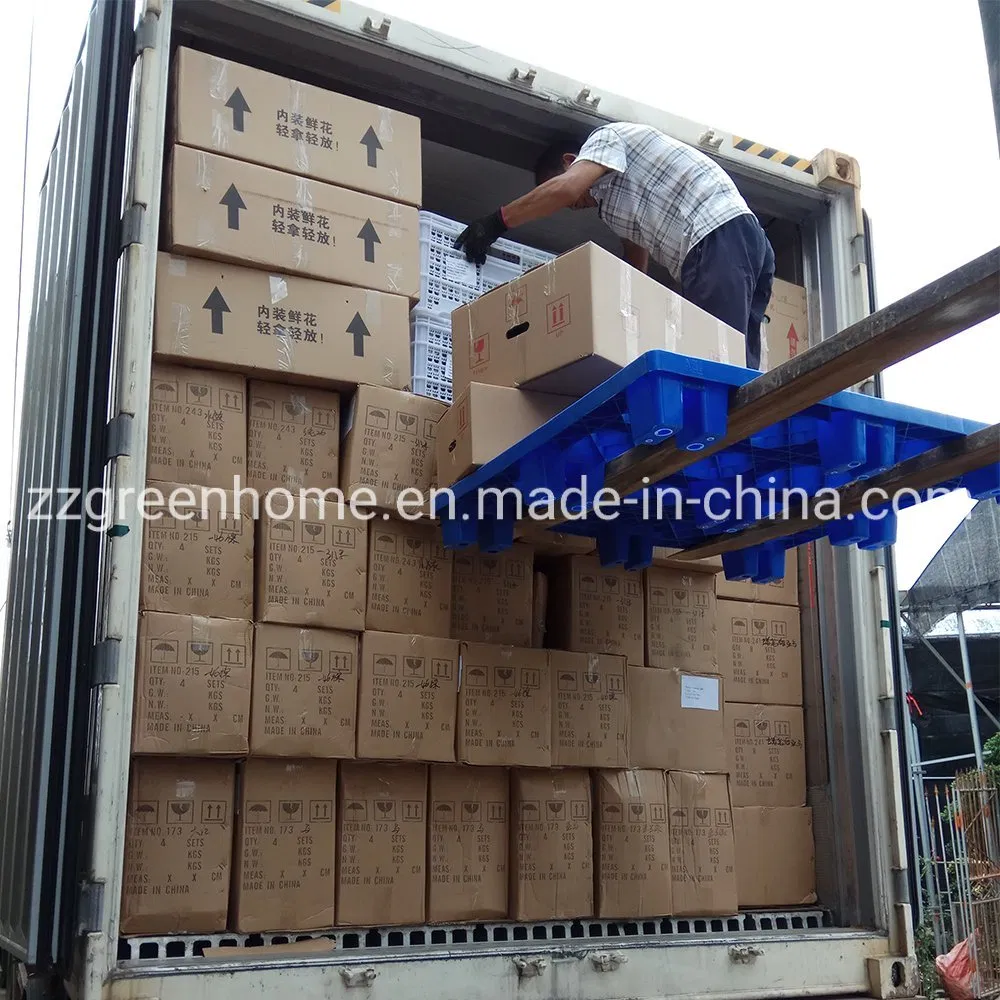 Green Alocasia Pink Dragon Foliage Real Plants