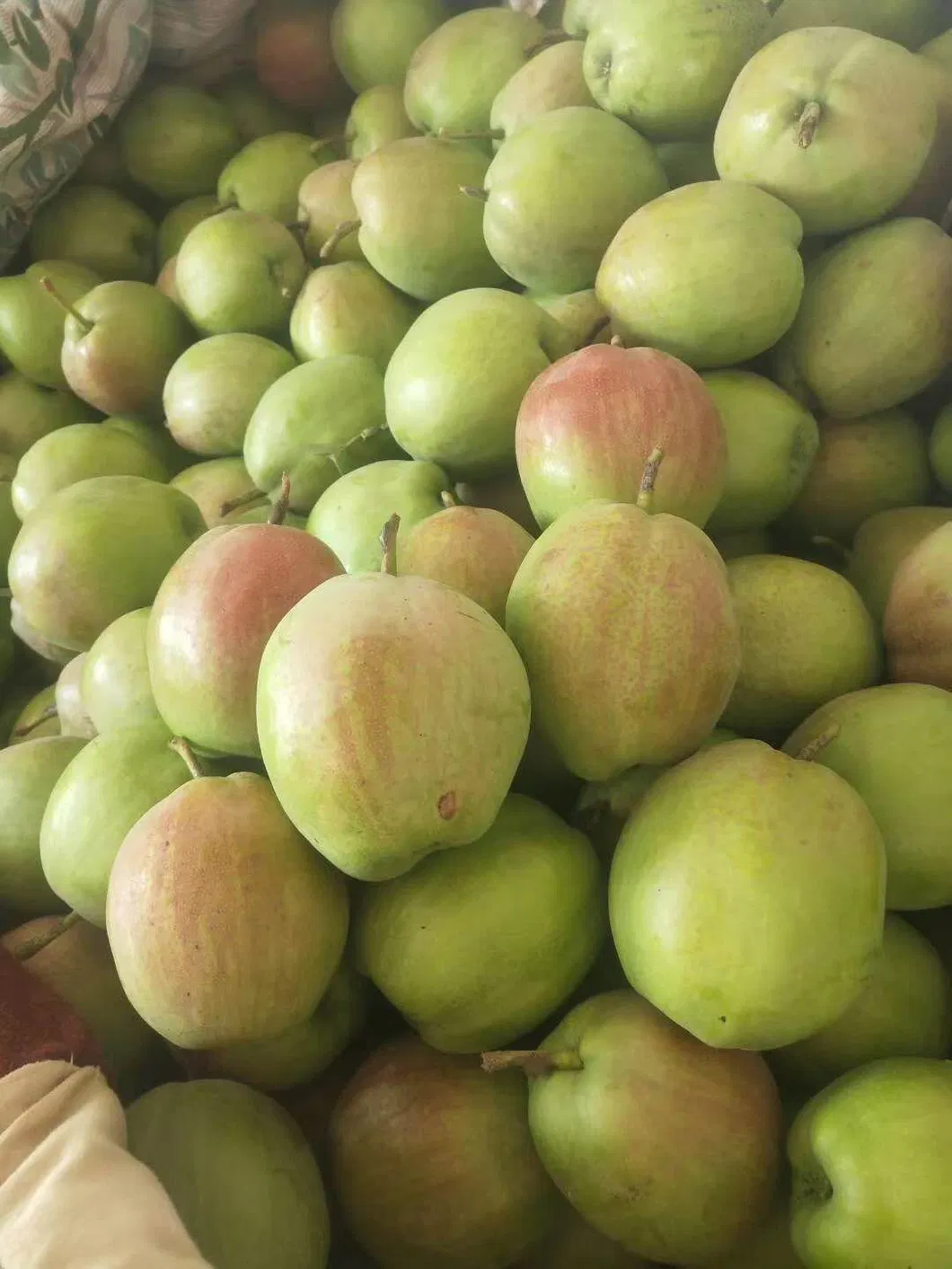 Top Quality with Best Price Chinese Fresh Sweet Ya Pear Fruit