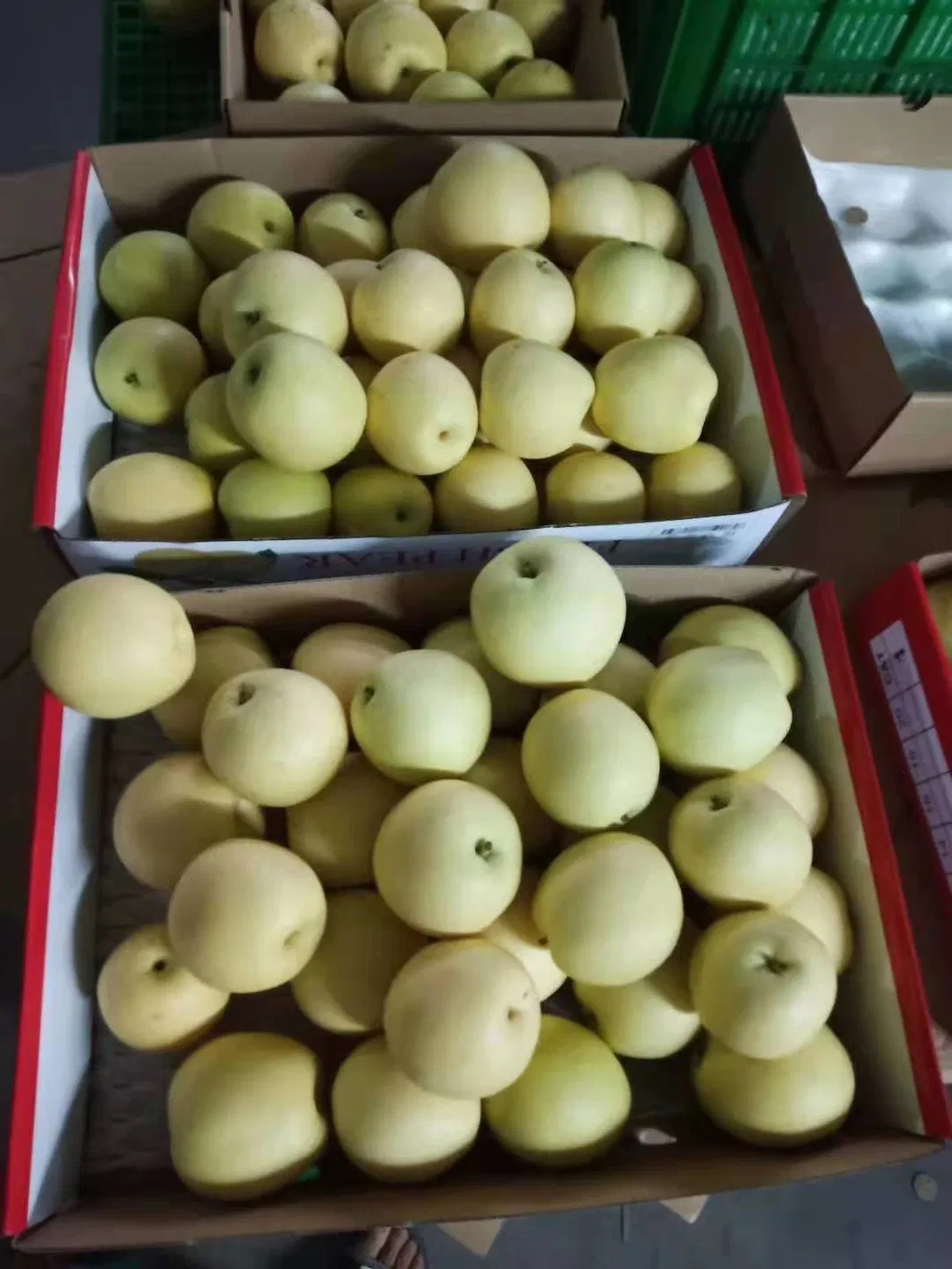 Top Quality with Best Price Chinese Fresh Sweet Ya Pear Fruit