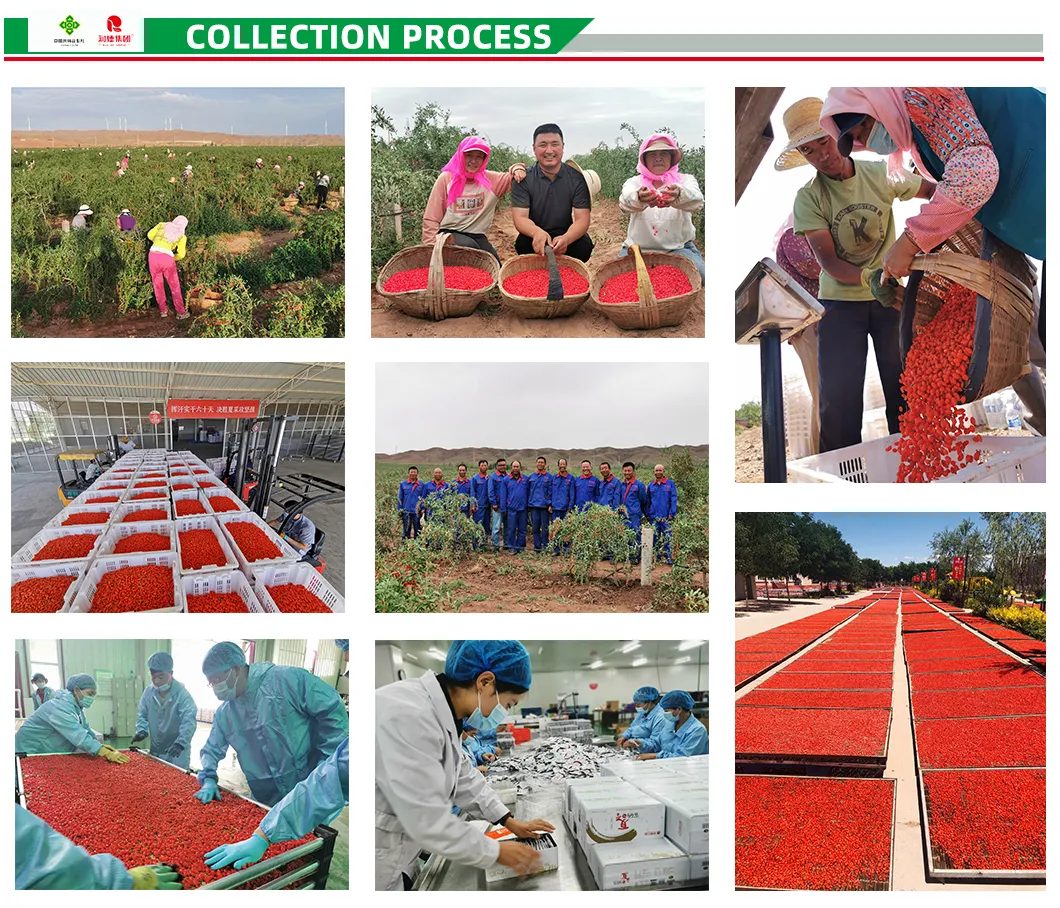 Organic Goji Berries Dried Fruit for Healthy Life at Affordable Prices