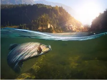 Soluble Fish Protein Concentrate Powder for Animal Feed