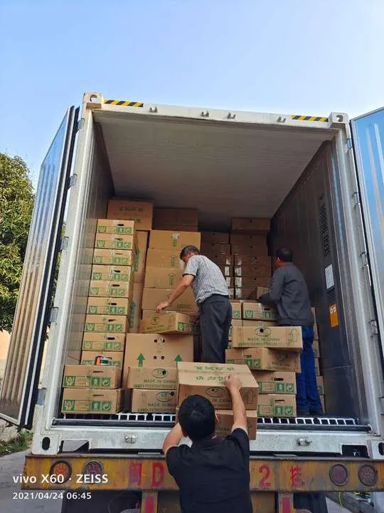 Wholesale High Quality Asplenium Nidus Cobra Fern Indoor Live Plants for Sale