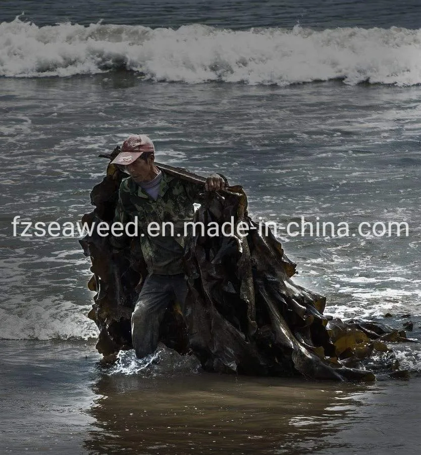 Factory Price Natural Seaweed Healthy Food Machine Dried Laminaria Strip