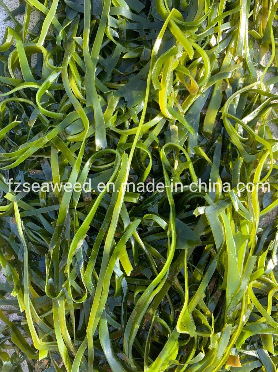 Factory Price Natural Seaweed Healthy Food Machine Dried Laminaria Strip