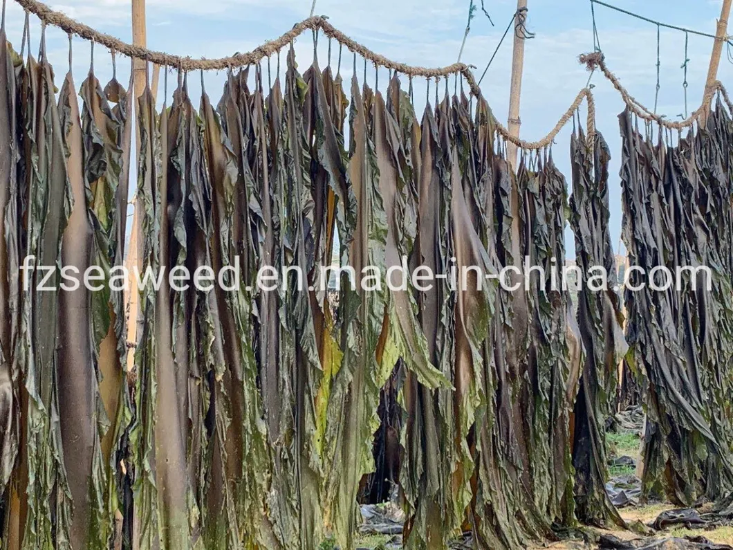 Factory Price Natural Seaweed Healthy Food Machine Dried Laminaria Strip