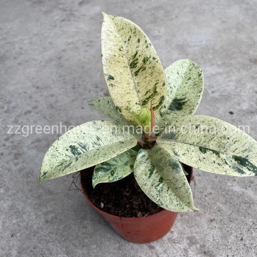Ficus Elastica Shivereana Indoor Plants