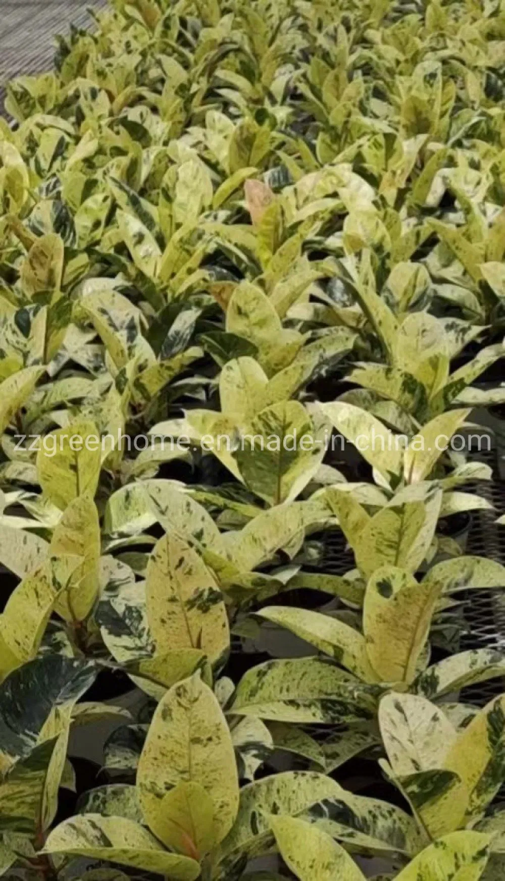 Ficus Elastica Shivereana Indoor Plants