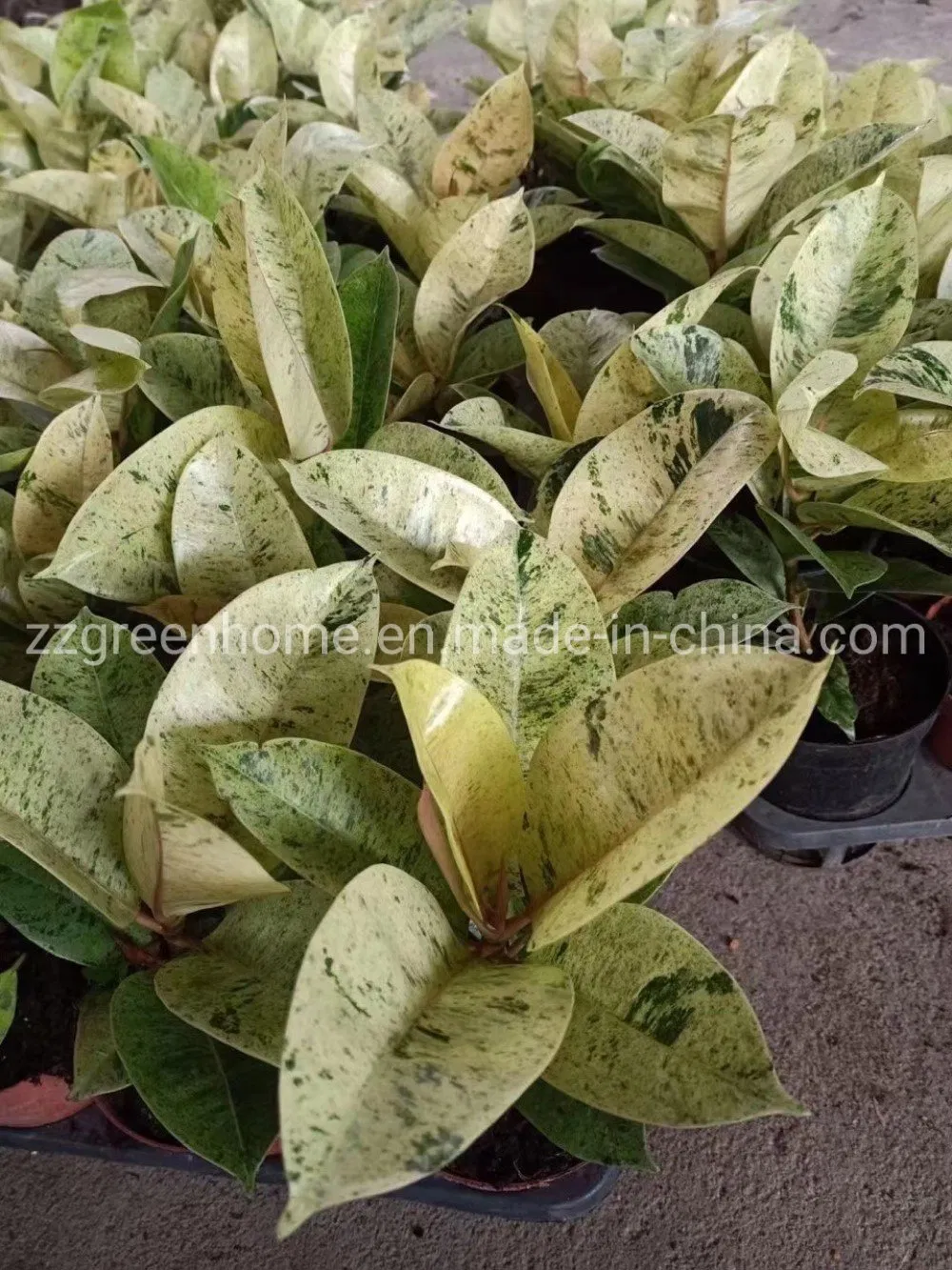 Ficus Elastica Shivereana Indoor Plants