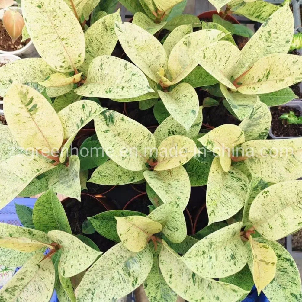 Ficus Elastica Shivereana Indoor Plants