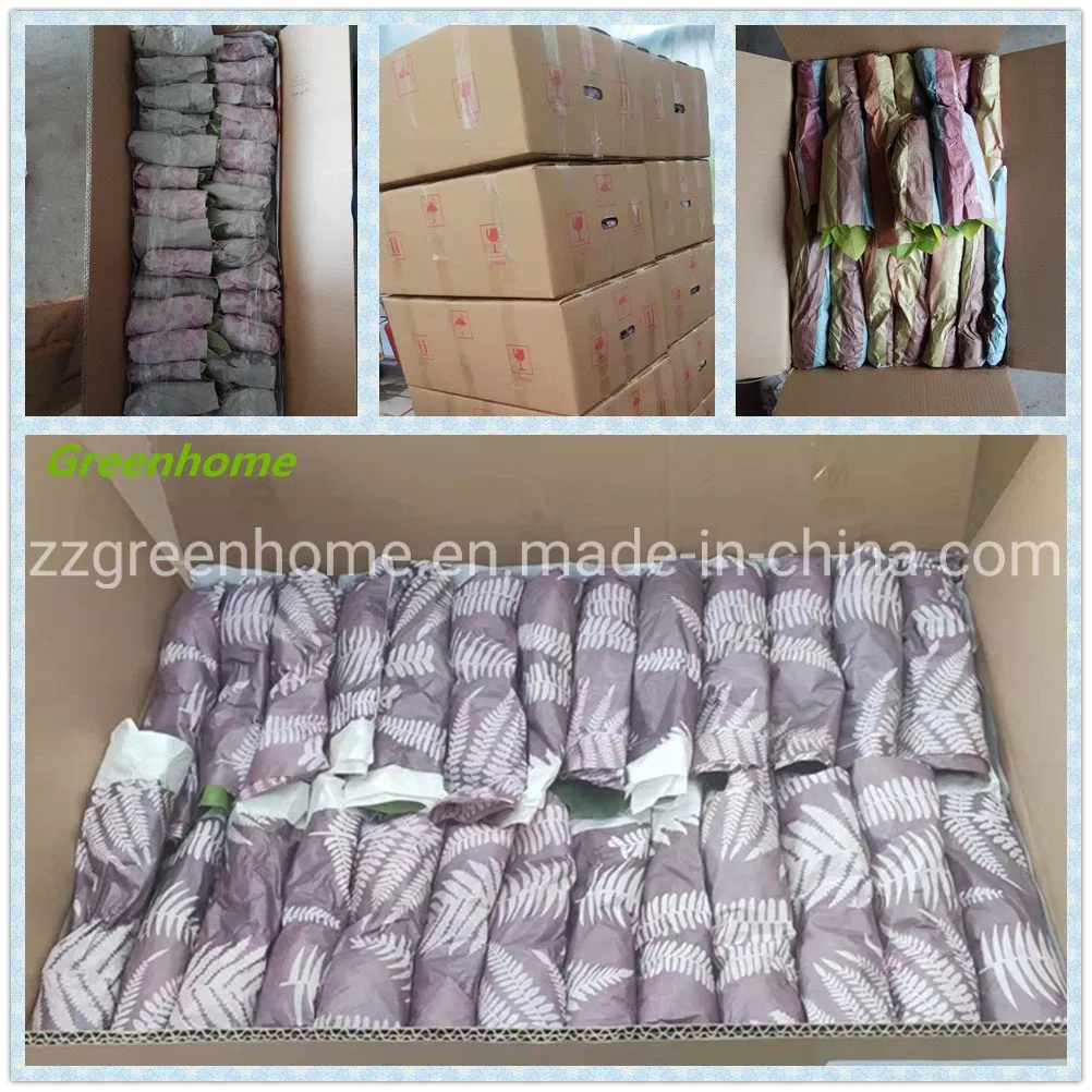 Ficus Elastica Shivereana Indoor Plants