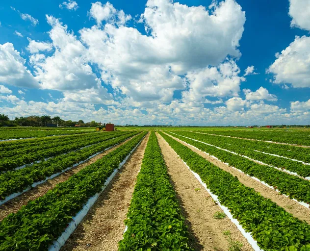 High Purity Lion's Mane Mushroom Granules - Bulk Factory Supply