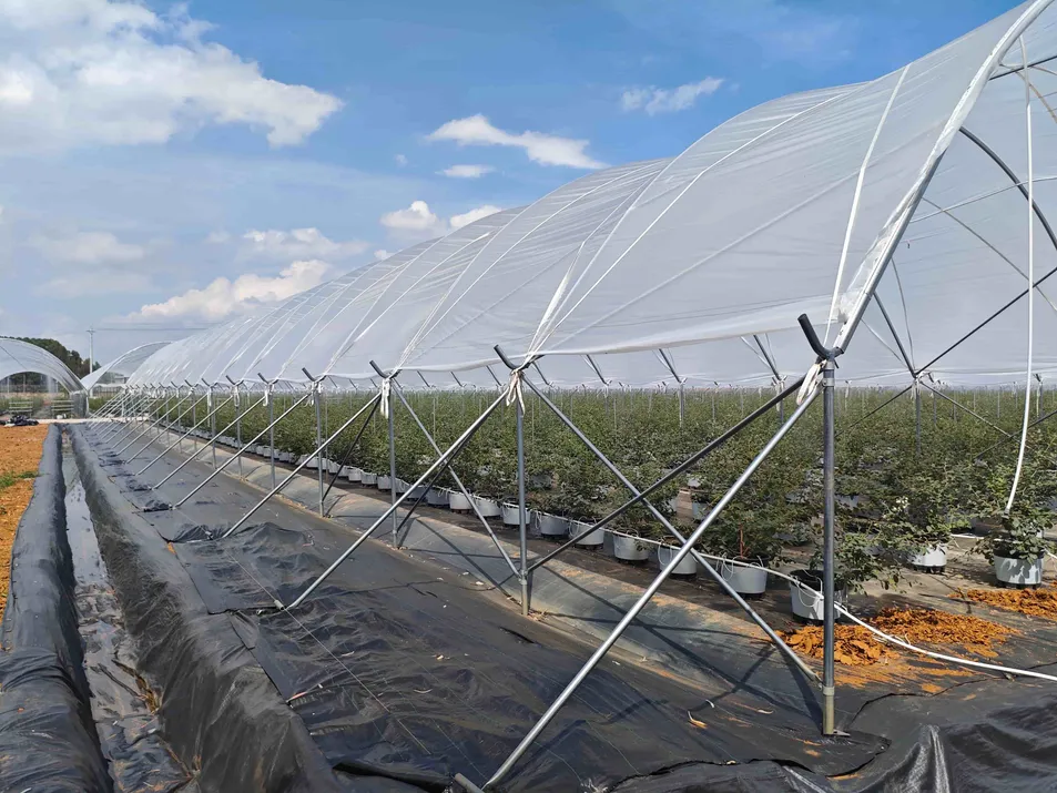 Wholesale Strong High Performance Durable Steel Structure Greenhouse with Side Ventilation