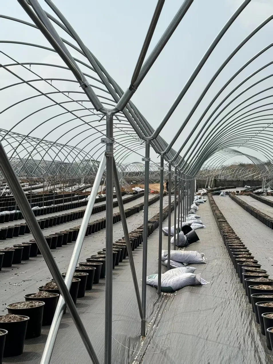Wholesale Strong High Performance Durable Steel Structure Greenhouse with Side Ventilation