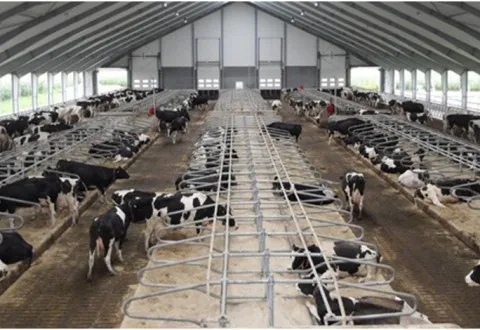 Customized Metal/Galvanized Steel Cattle Yard Equipment Cubicle Livestock/Animal/Cow/Free Loops Stall for Dairy Farm Calf Hutch/Cowshed Circulation/Divided Pane