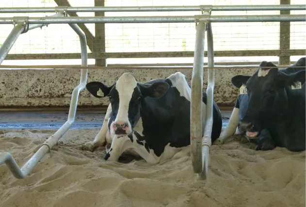 Customized Metal/Galvanized Steel Cattle Yard Equipment Cubicle Livestock/Animal/Cow/Free Loops Stall for Dairy Farm Calf Hutch/Cowshed Circulation/Divided Pane