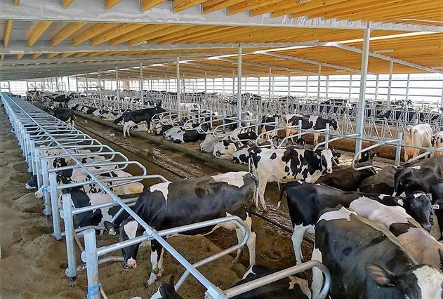 Customized Metal/Galvanized Steel Cattle Yard Equipment Cubicle Livestock/Animal/Cow/Free Loops Stall for Dairy Farm Calf Hutch/Cowshed Circulation/Divided Pane