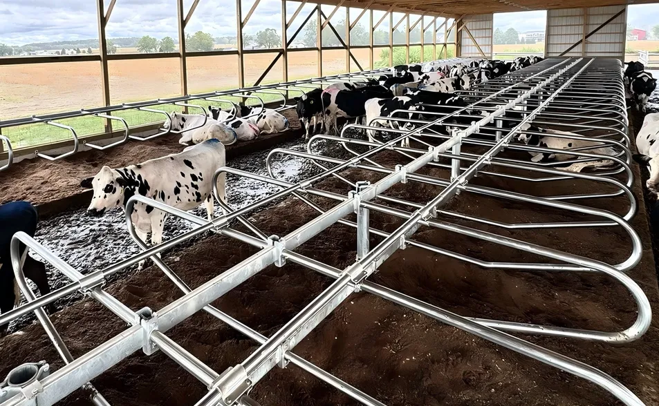 Customized Metal/Galvanized Steel Cattle Yard Equipment Cubicle Livestock/Animal/Cow/Free Loops Stall for Dairy Farm Calf Hutch/Cowshed Circulation/Divided Pane