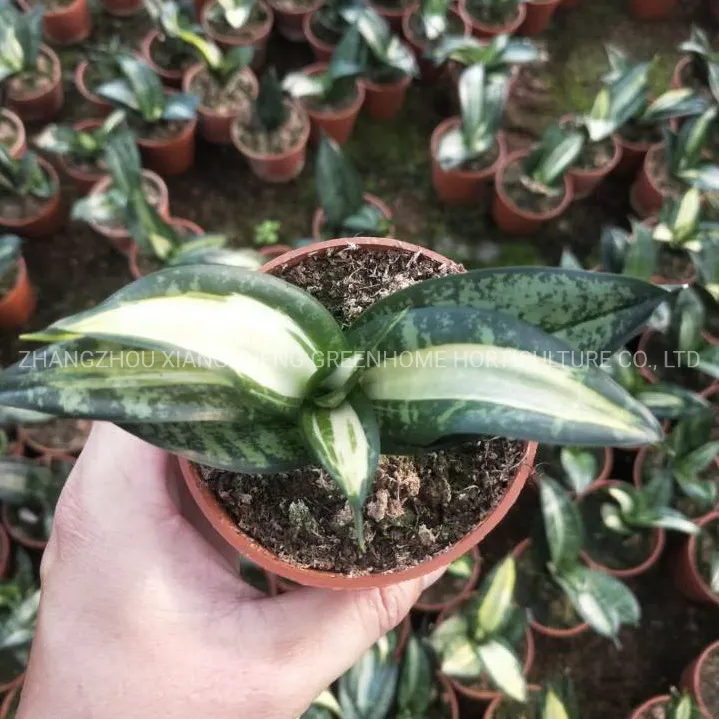 Green Sansevieria Golden Hahnii Variegated Live Sansevieria