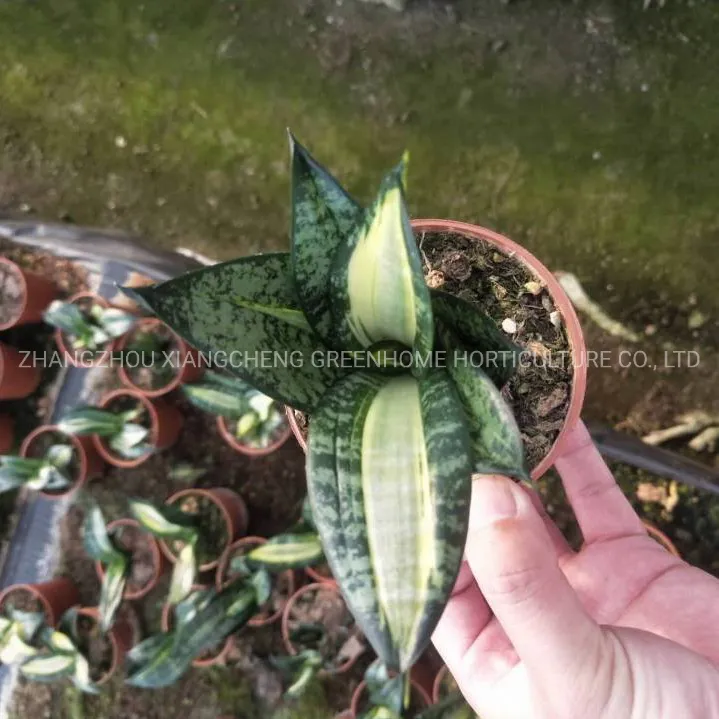 Green Sansevieria Golden Hahnii Variegated Live Sansevieria