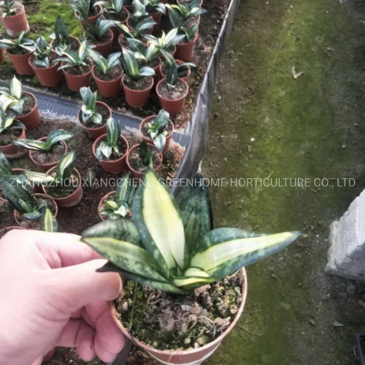 Green Sansevieria Golden Hahnii Variegated Live Sansevieria