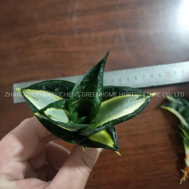 Green Sansevieria Golden Hahnii Variegated Live Sansevieria