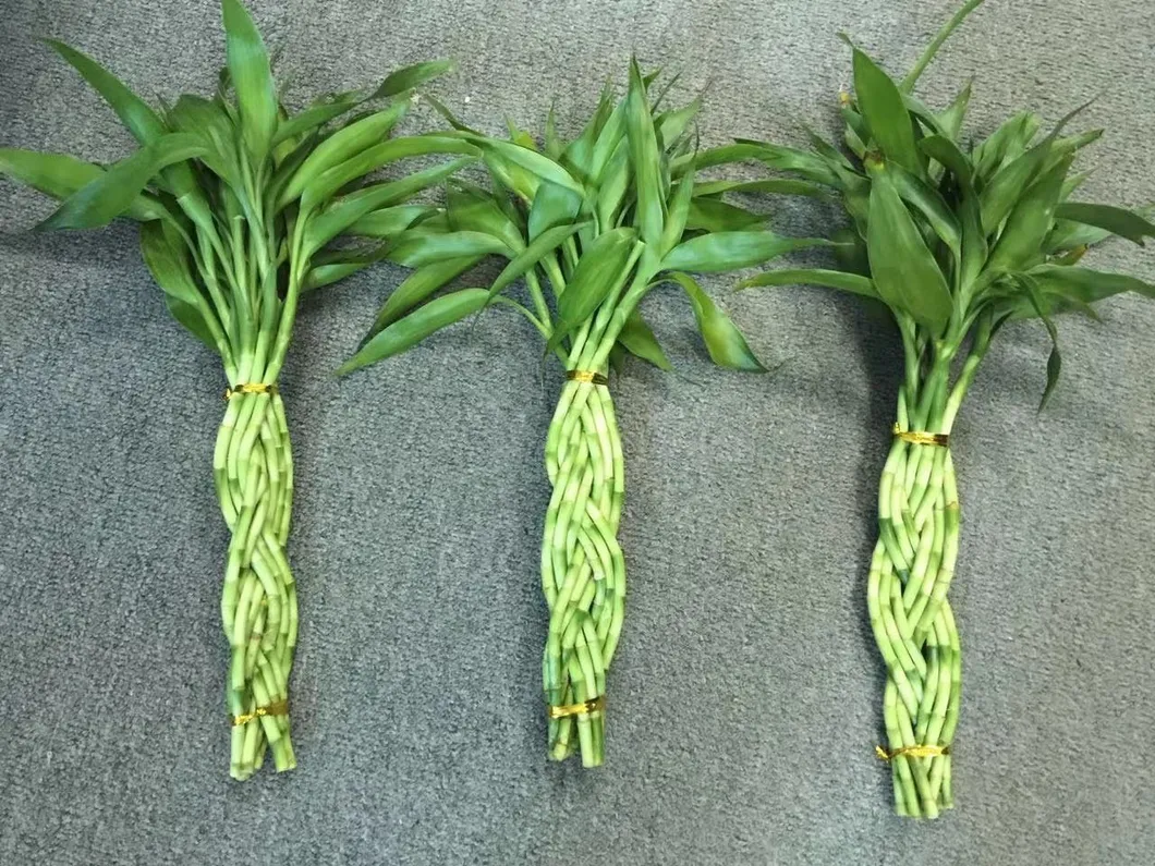 9 Braided Bamboo Straight Lucky Bamboo Dracaena Sanderiana Sander Home Plants