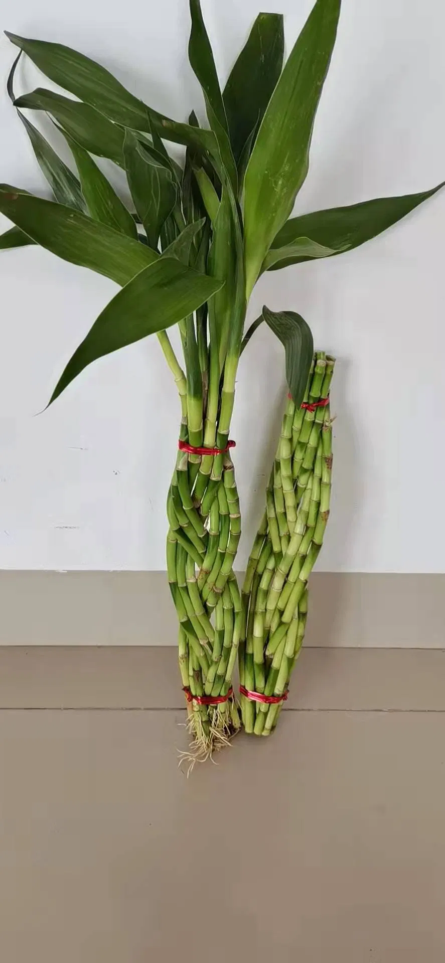 9 Braided Bamboo Straight Lucky Bamboo Dracaena Sanderiana Sander Home Plants