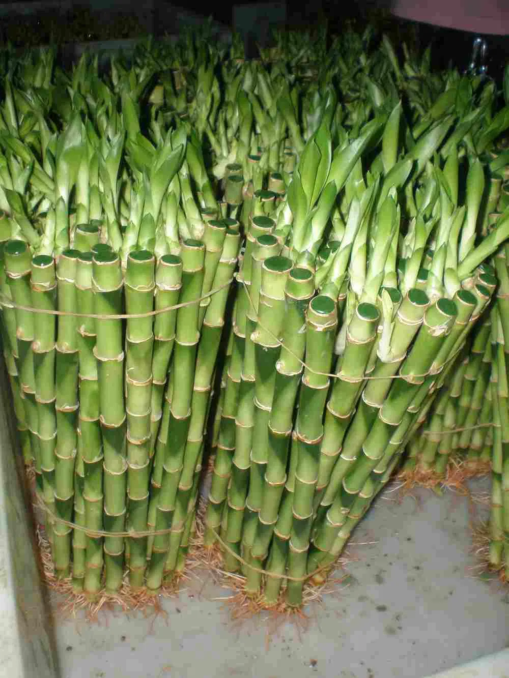 9 Braided Bamboo Straight Lucky Bamboo Dracaena Sanderiana Sander Home Plants