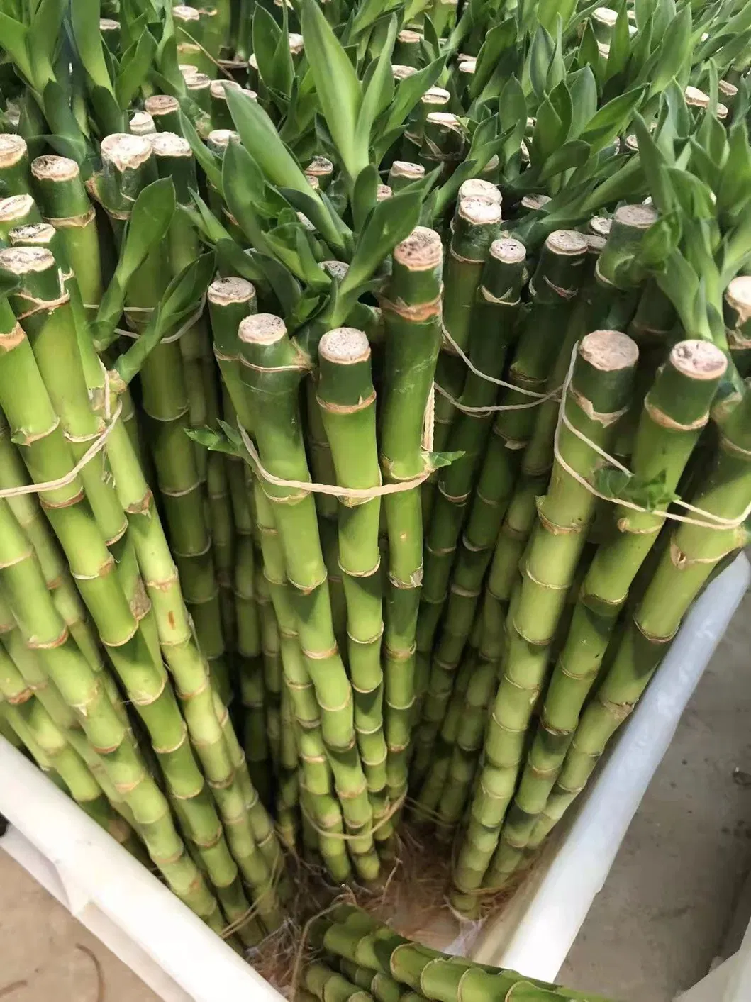 9 Braided Bamboo Straight Lucky Bamboo Dracaena Sanderiana Sander Home Plants