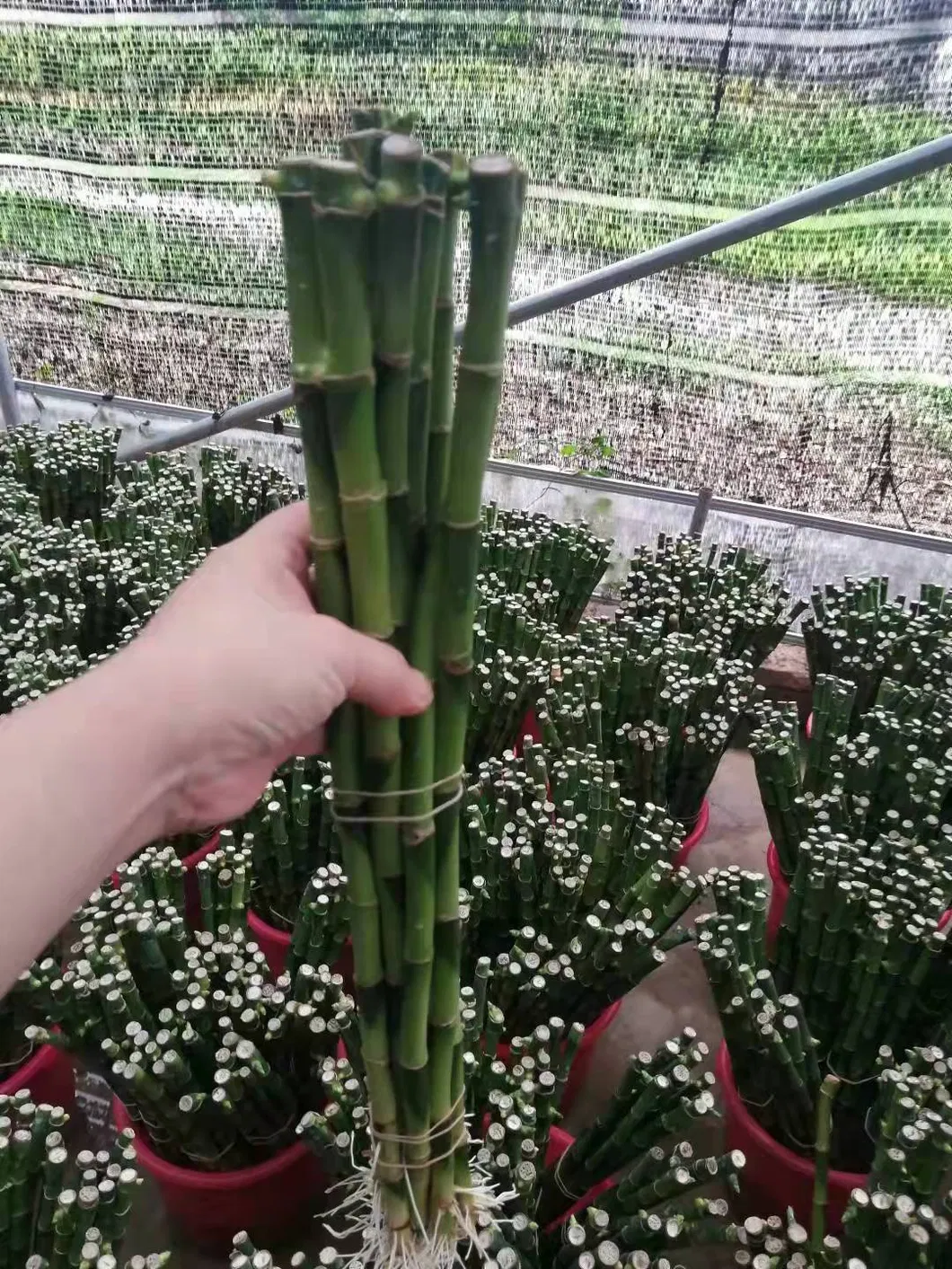 9 Braided Bamboo Straight Lucky Bamboo Dracaena Sanderiana Sander Home Plants