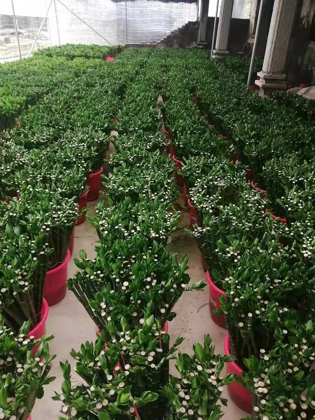 9 Braided Bamboo Straight Lucky Bamboo Dracaena Sanderiana Sander Home Plants