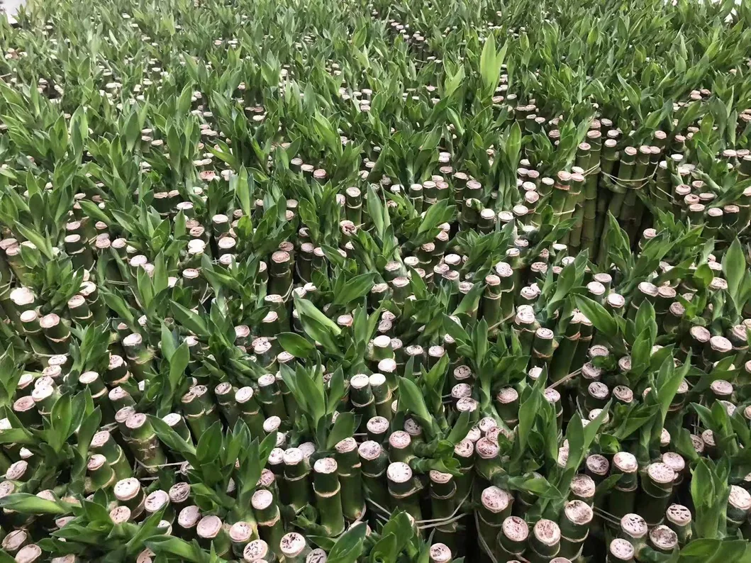 9 Braided Bamboo Straight Lucky Bamboo Dracaena Sanderiana Sander Home Plants