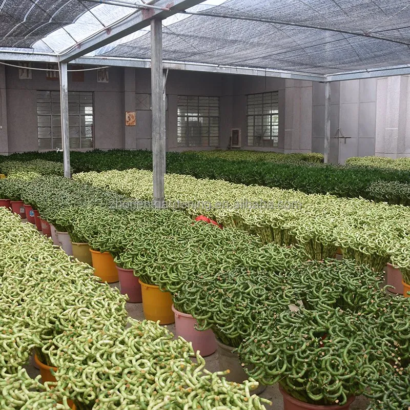 9 Braided Bamboo Straight Lucky Bamboo Dracaena Sanderiana Sander Home Plants