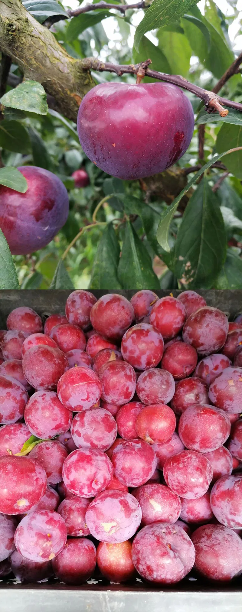 Pure Organic Vietnamese Plum Harvest 100% Natural Cultivation Type