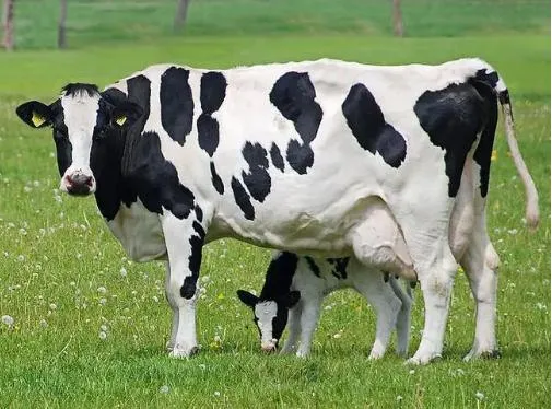 High Quality Natural Seaweed Powder for Increasing Animal Production Performance