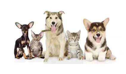 High Quality Natural Seaweed Powder for Increasing Animal Production Performance