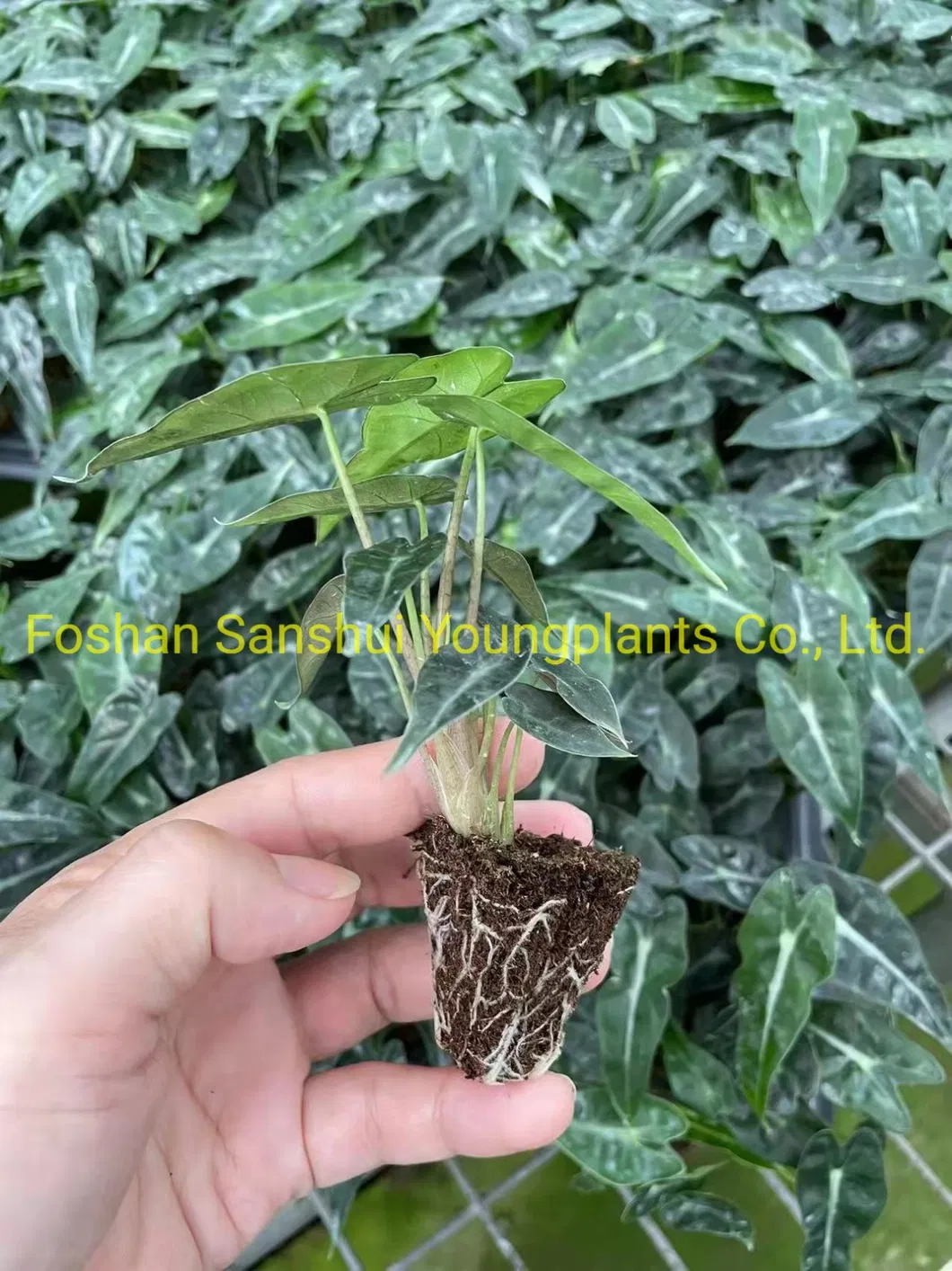 Alocasia Bambino Plantlets Tissue Culture Plants Wholesale Import Export From China