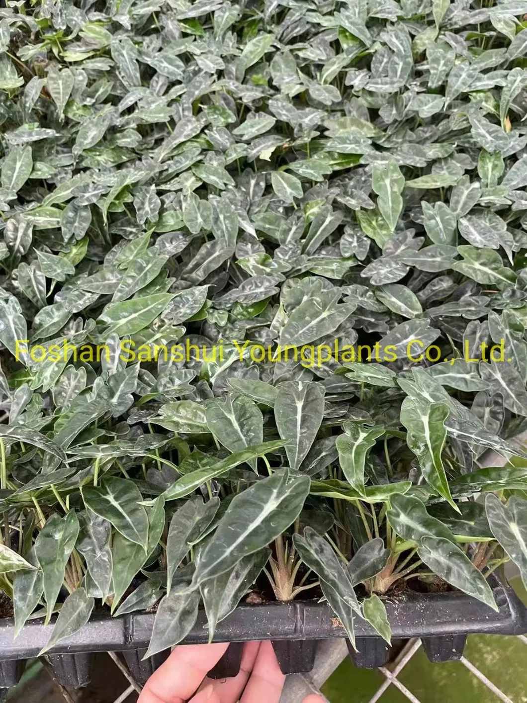 Alocasia Bambino Plantlets Tissue Culture Plants Wholesale Import Export From China
