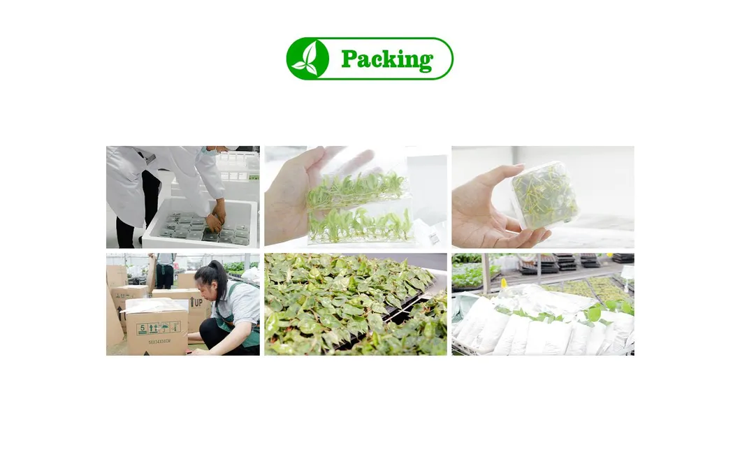 Alocasia Bambino Plantlets Tissue Culture Plants Wholesale Import Export From China