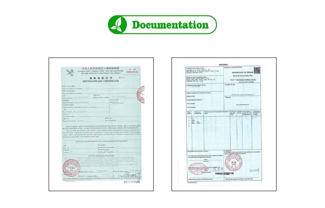 Alocasia Bambino Plantlets Tissue Culture Plants Wholesale Import Export From China