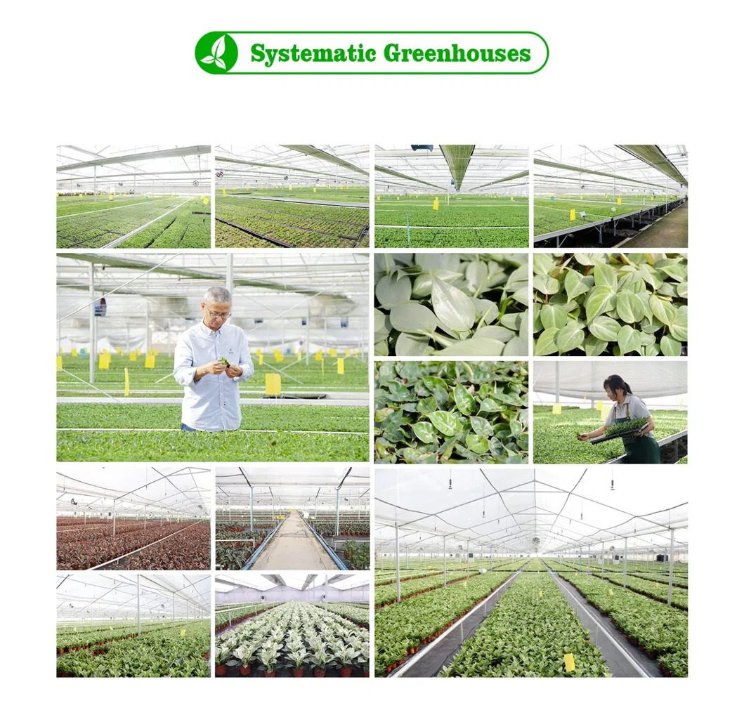 Alocasia Bambino Plantlets Tissue Culture Plants Wholesale Import Export From China