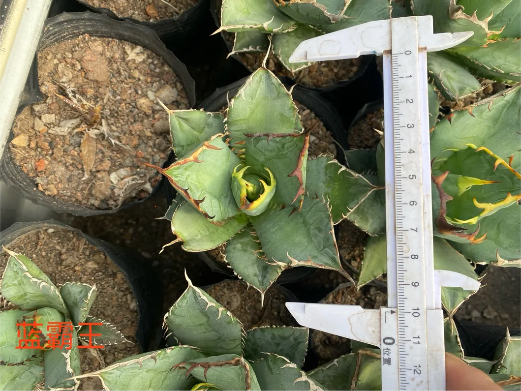 Live Agave Parryi Var. Truncata. Luxury Bonsai Nursery Outdoor Plants Package Wholesale