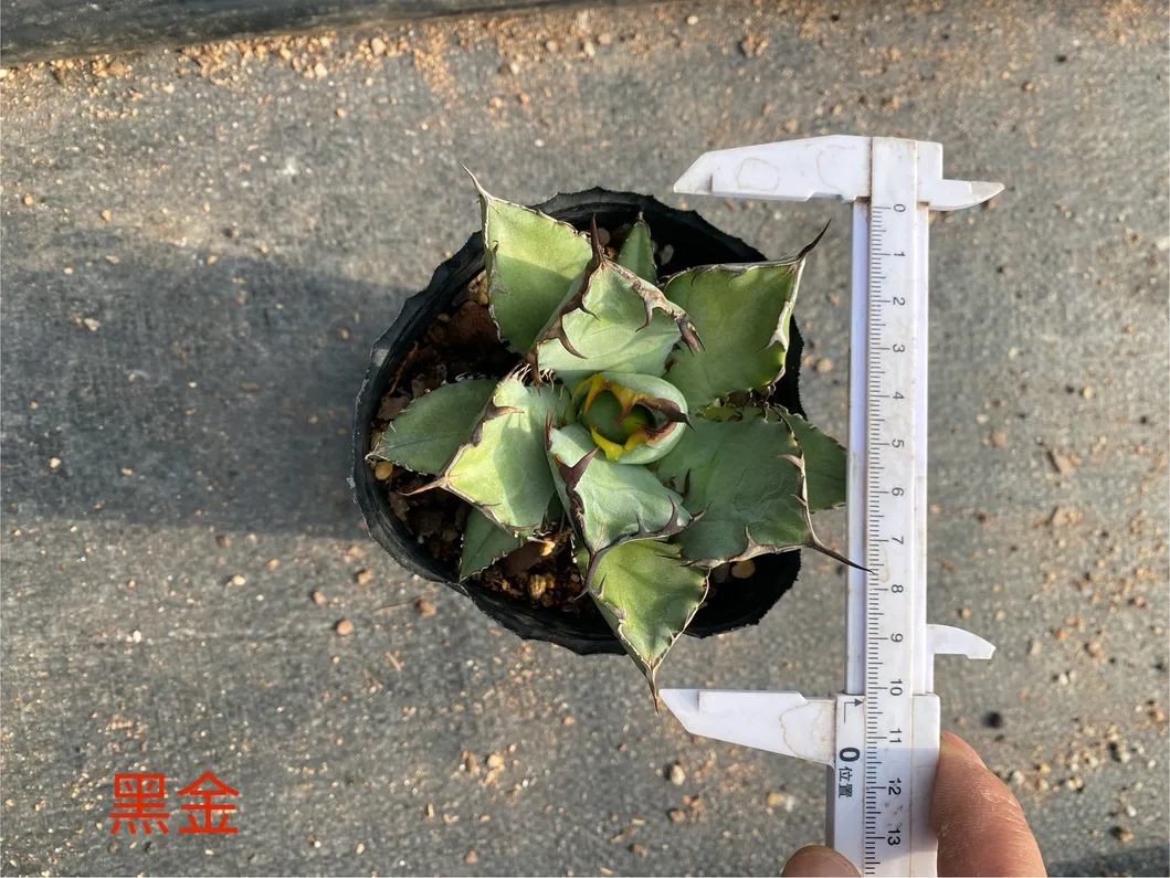 Live Agave Parryi Var. Truncata. Luxury Bonsai Nursery Outdoor Plants Package Wholesale